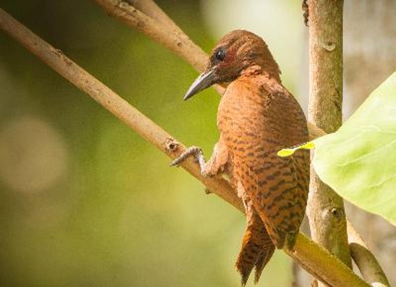 Rufous Woodpecker