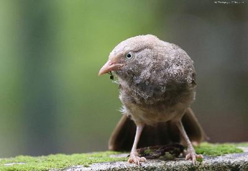 Yellow billed Babbler