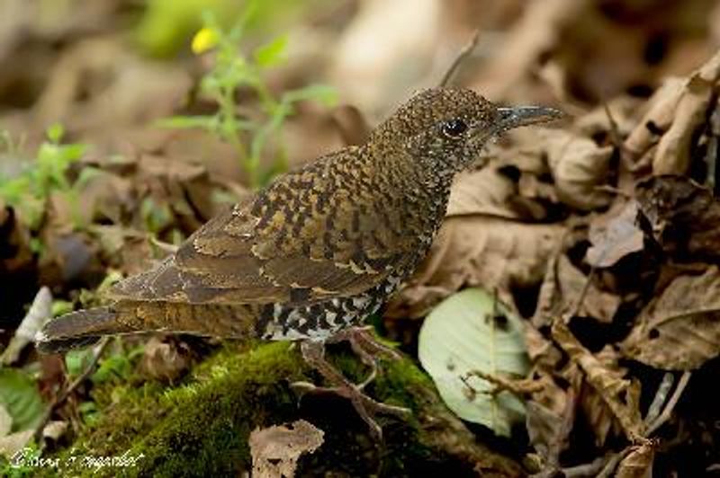 Nilgiri Thrush