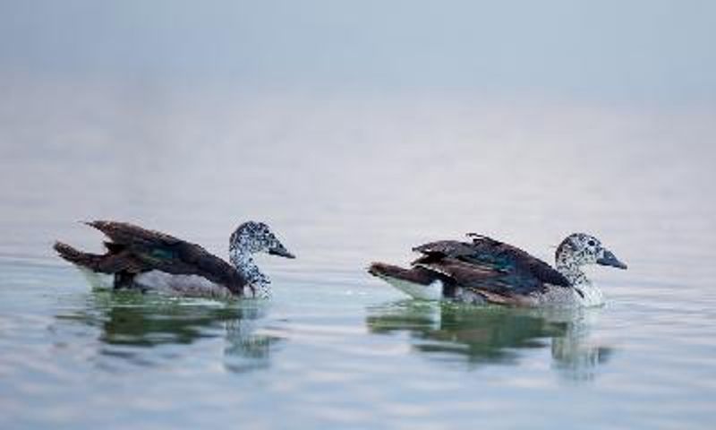 Comb Duck