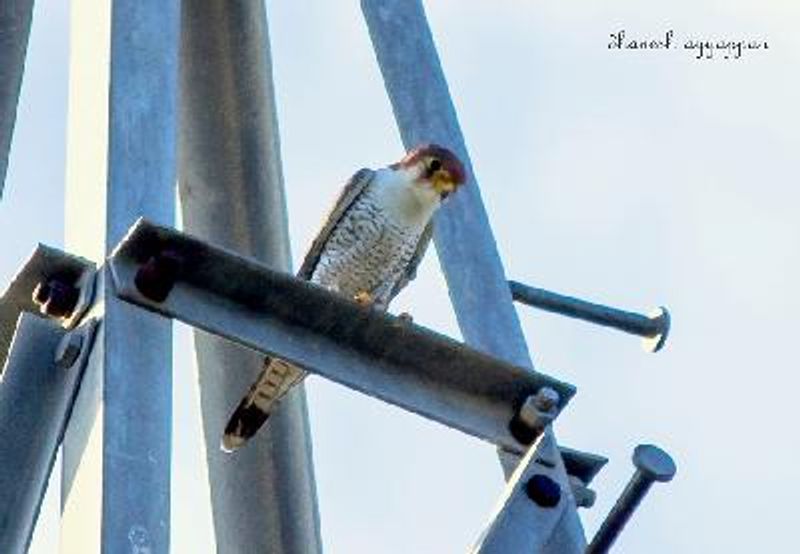 Red necked Falcon