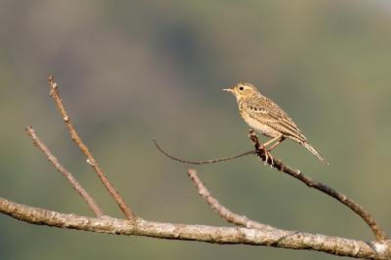 Blyth's Pipit