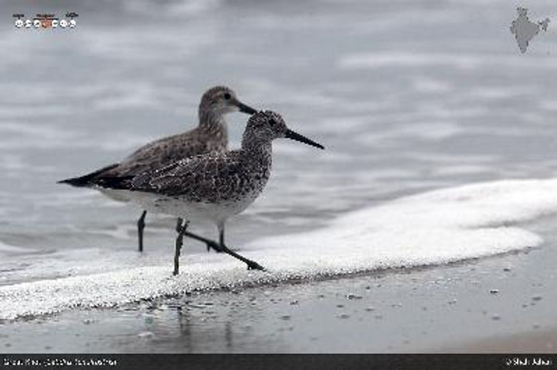 Great Knot