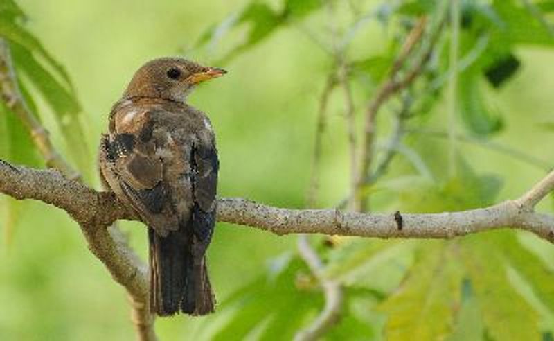 Rosy Starling