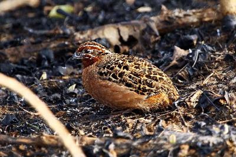 Jungle Bush Quail