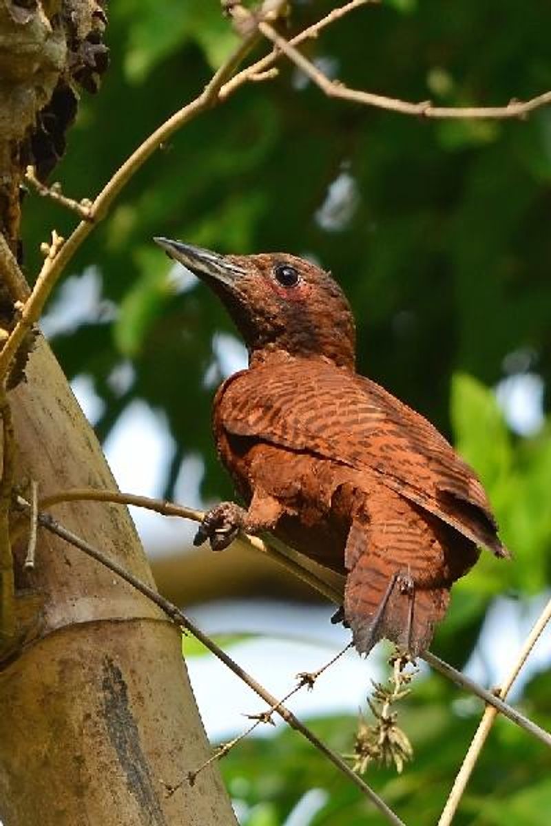 Rufous Woodpecker