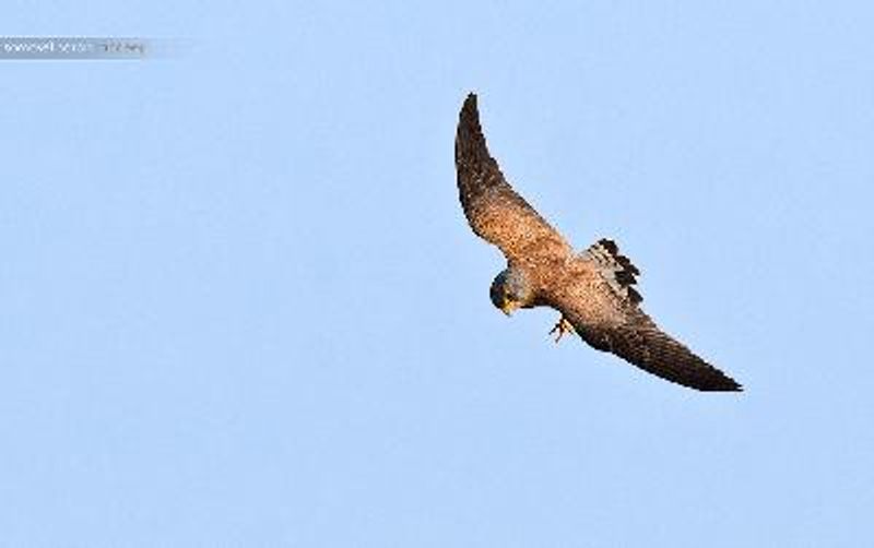 Lesser Kestrel