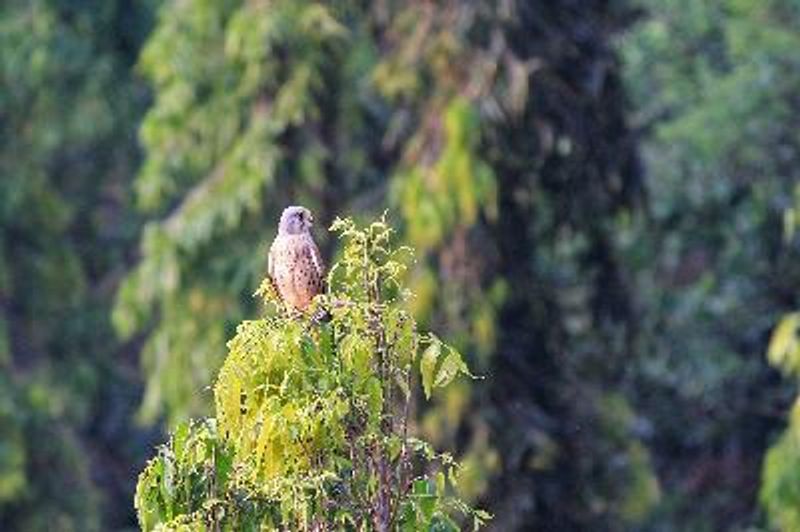 Lesser Kestrel