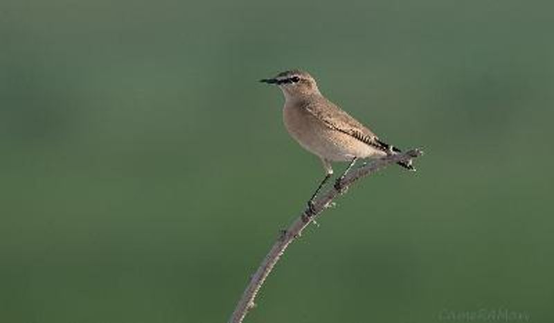 Isabelline Wheatear