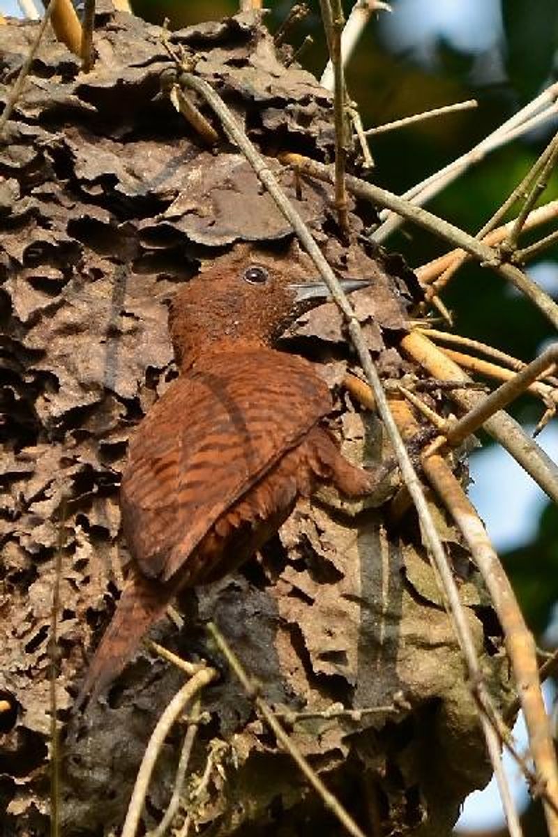 Rufous Woodpecker