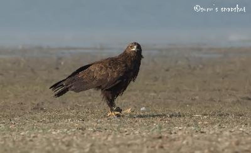 Greater Spotted Eagle