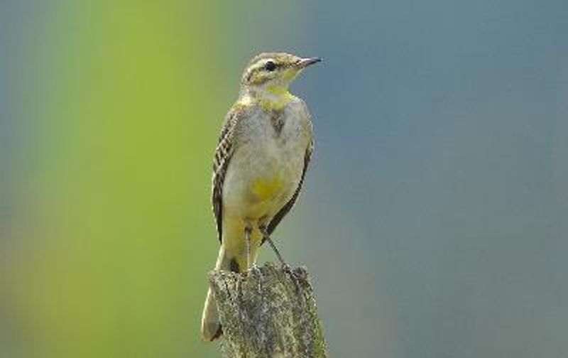 Western Yellow Wagtail