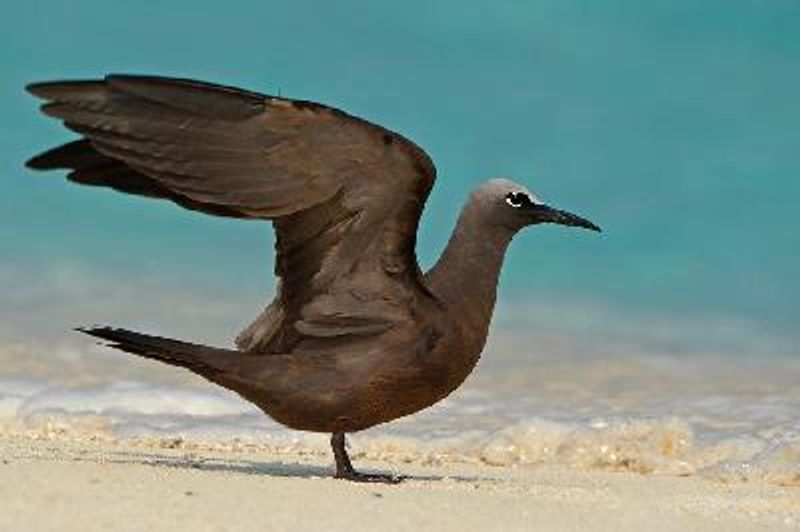 Brown Noddy