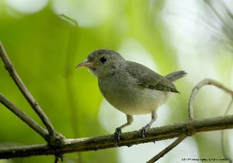 Pale billed Flowerpecker