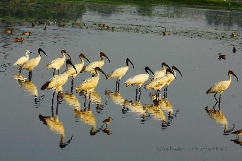 Black headed Ibis