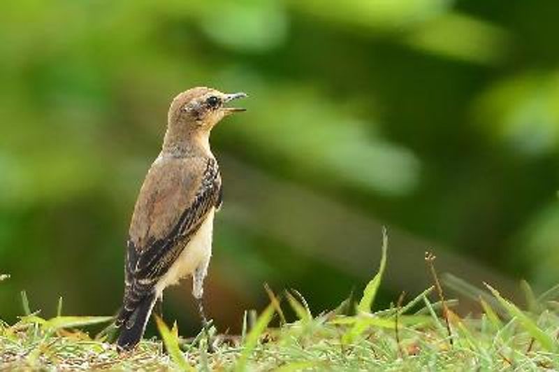 Northern Wheatear