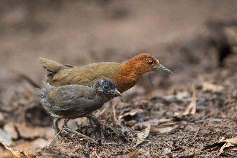 Slaty legged Crake