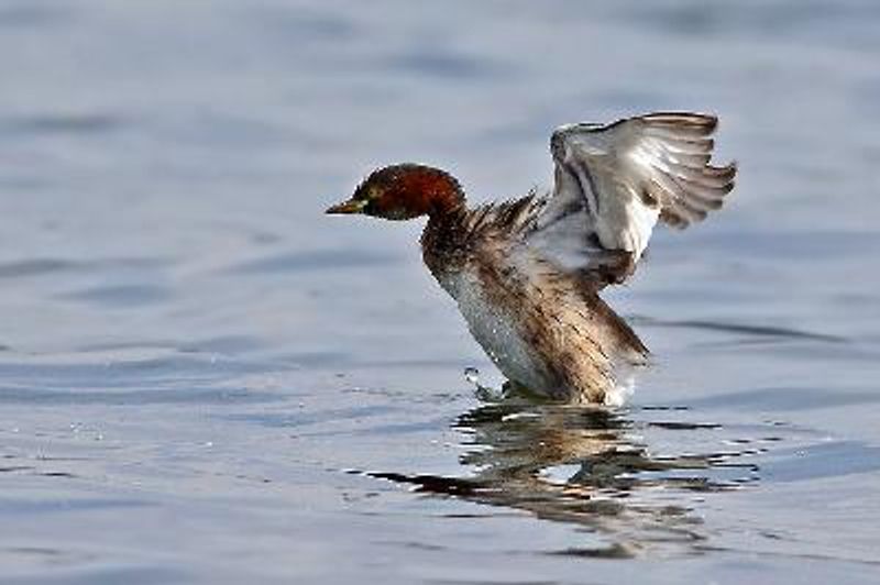 Little Grebe