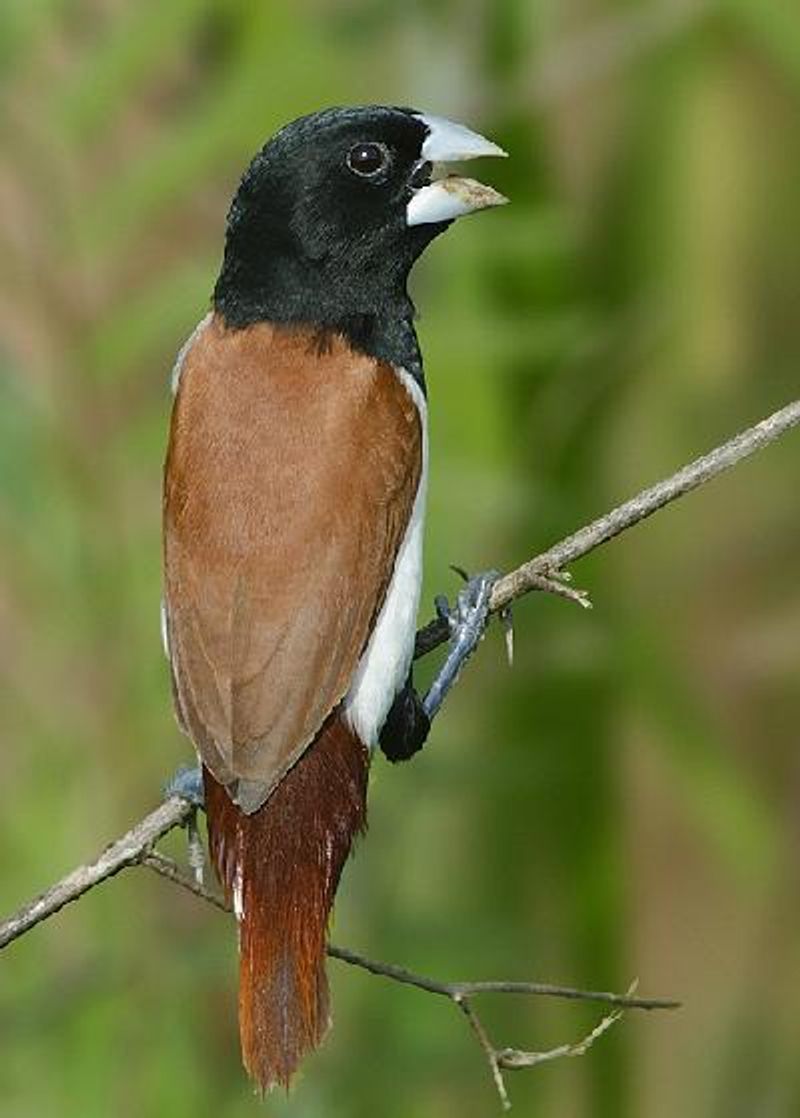 Tricoloured Munia