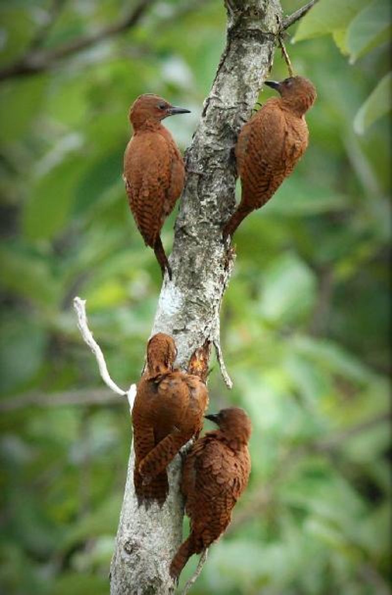 Rufous Woodpecker