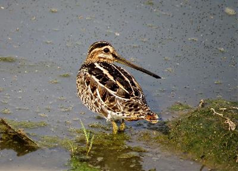 Common Snipe