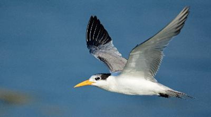 Lesser Crested Tern