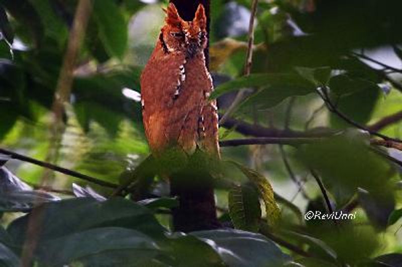 Oriental Scops Owl