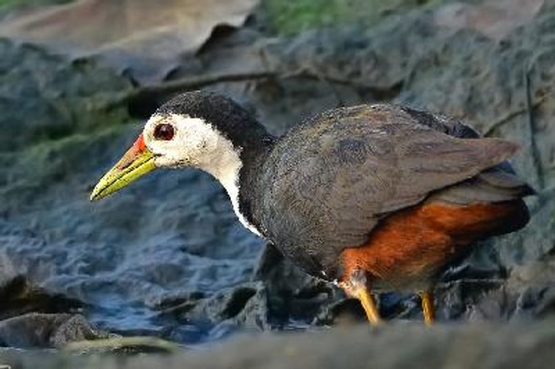 White breasted Waterhen