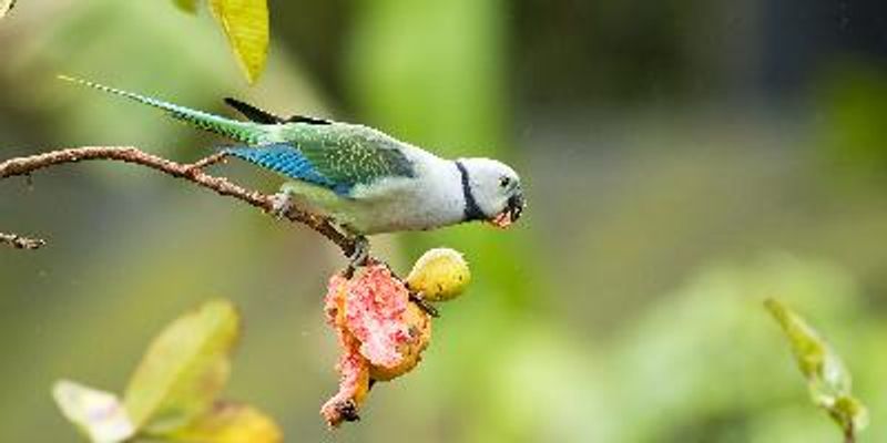 Malabar Parakeet