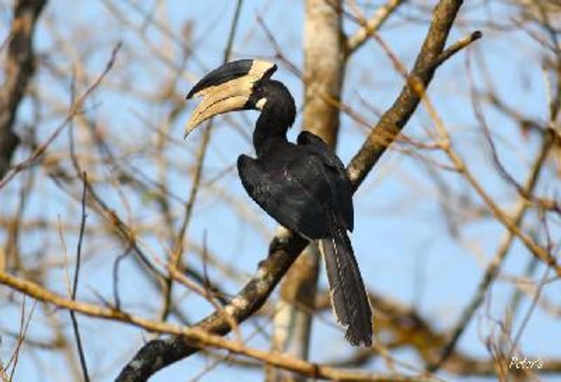Malabar Pied Hornbill