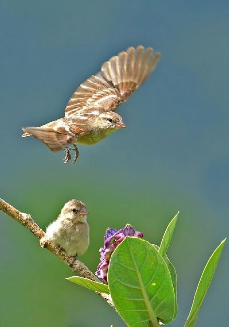 House Sparrow