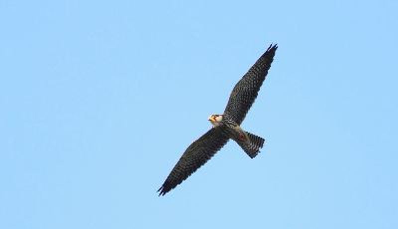 Amur Falcon