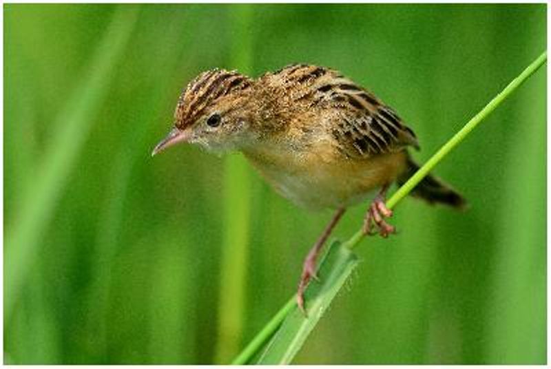 Zitting Cisticola