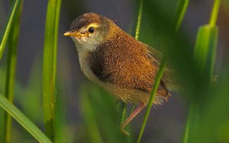 Plain Prinia