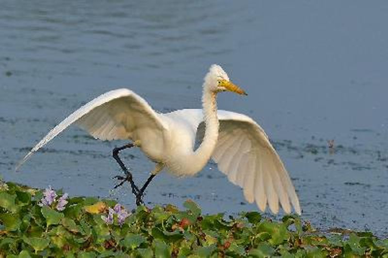 Intermediate Egret