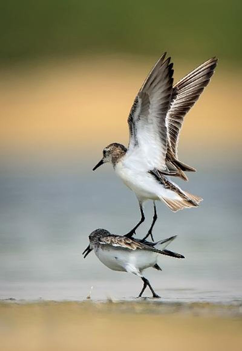 Little Stint