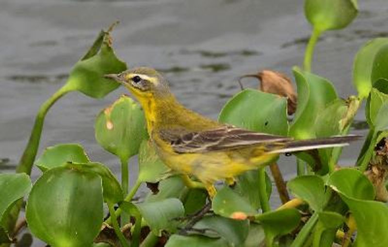Western Yellow Wagtail