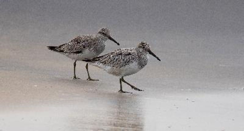 Great Knot