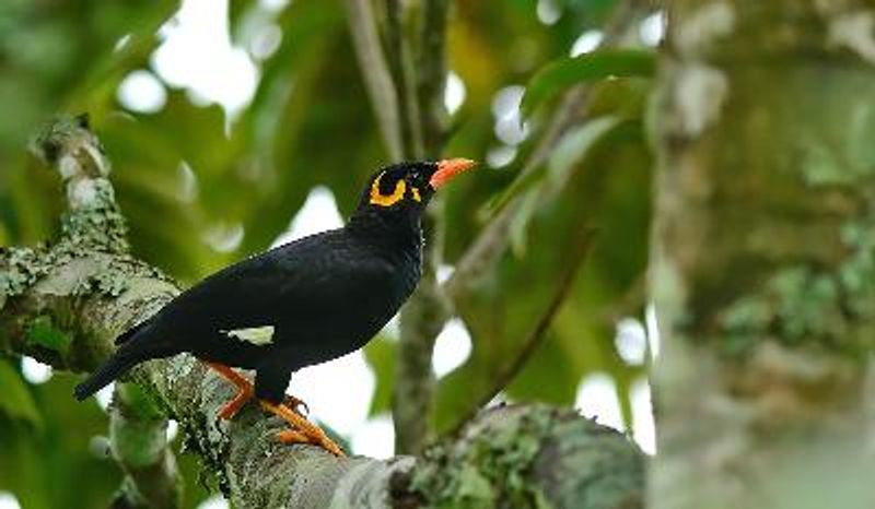 Hill Myna