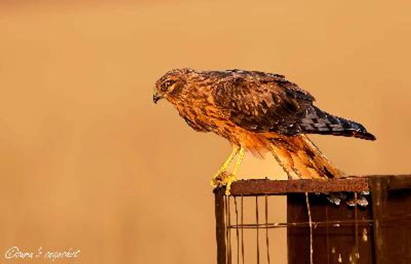 Montagu's Harrier