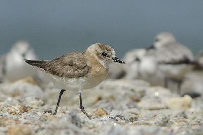 Lesser Sand Plover