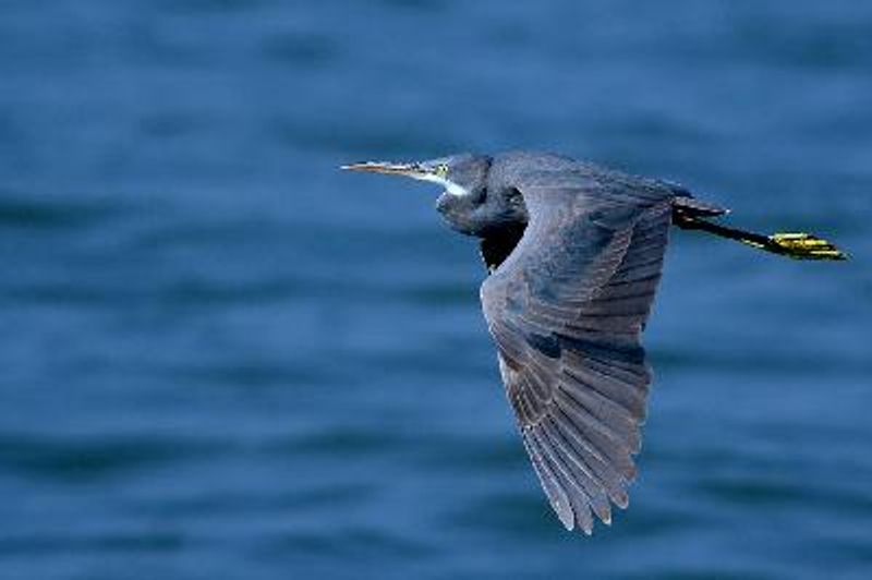 Western Reef Egret