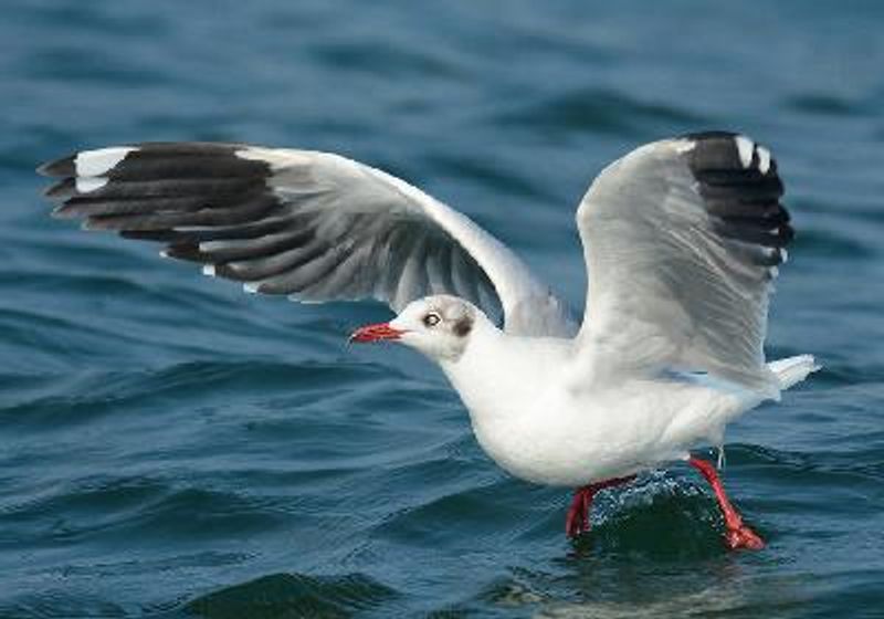 Brown headed Gull