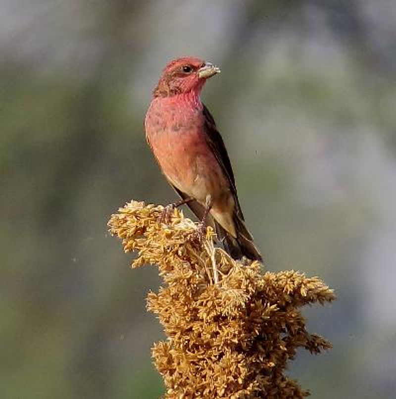 Common Rosefinch