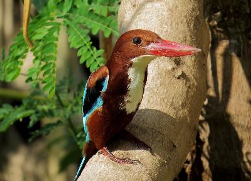 White throated Kingfisher