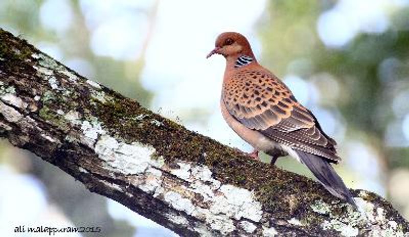 Oriental Turtle Dove