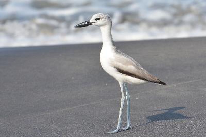 Crab plover