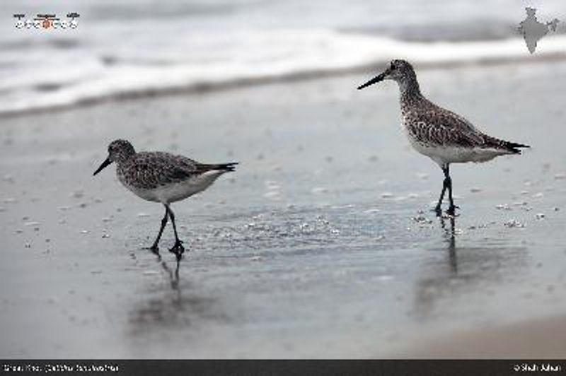 Great Knot