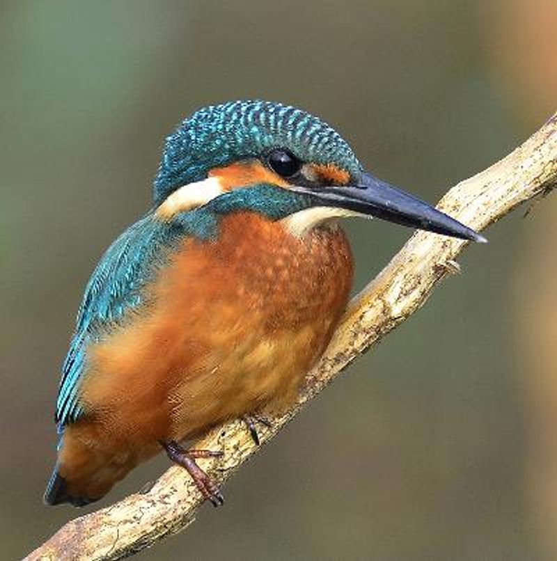 Common Kingfisher