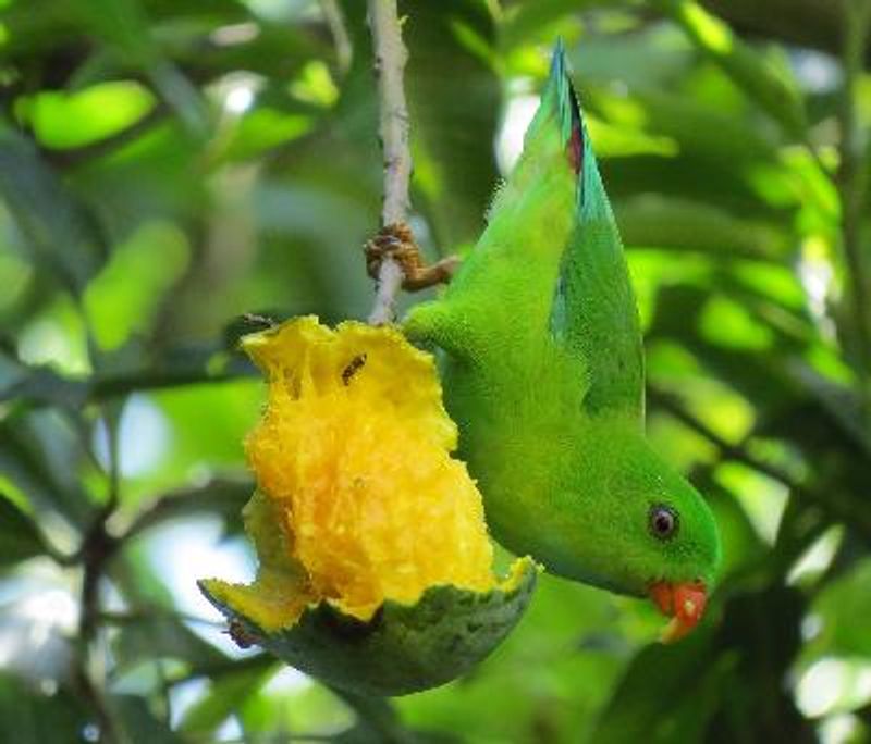 Vernal Hanging Parrot